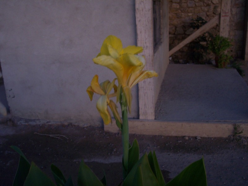 voila_pourquoi_cette_cit_fut_batise_volubilis_du_mme_non_que_la_fleur_159.jpg