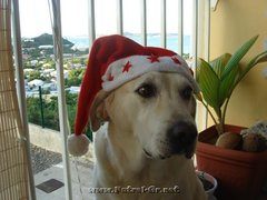 chien noel 857