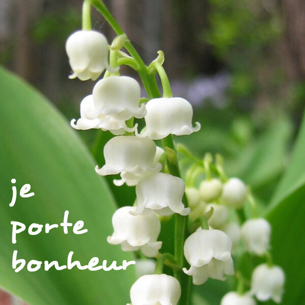 muguet-je-porte-bonheur.thumb.jpg.39151817c61ca5e28cd26b323c8e2641.jpg