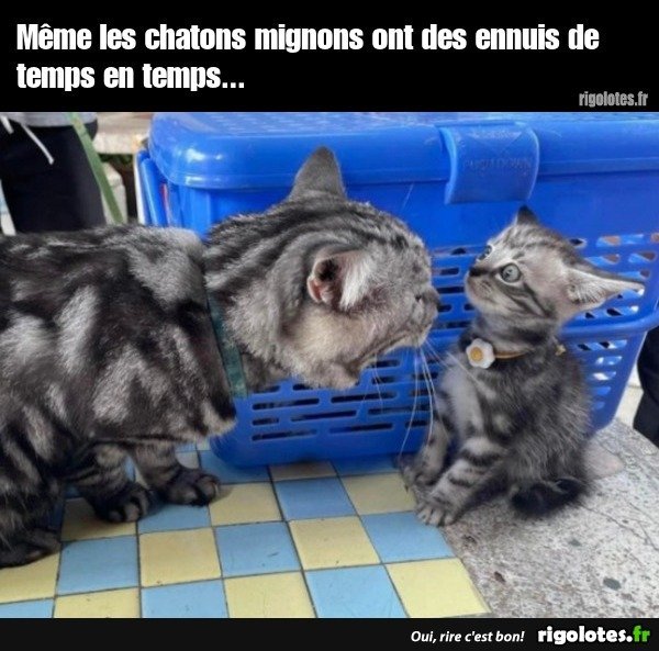 image.jpeg.87f0ca0509157951399ee88863b76549.jpeg