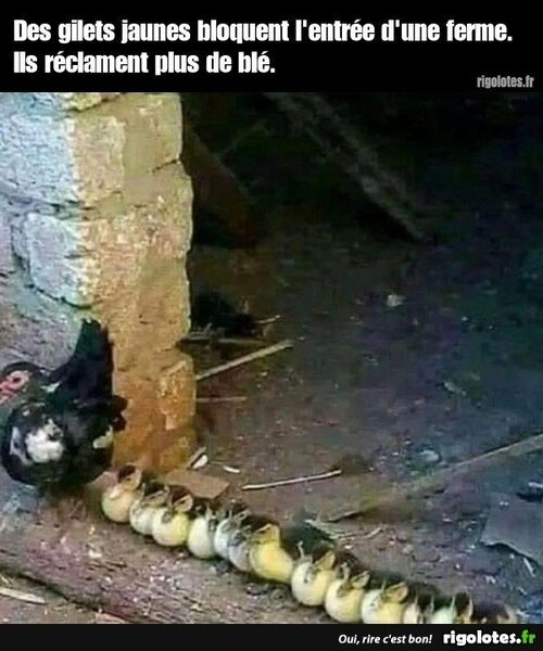 image.thumb.jpeg.a8f6df7c7ba9e3c02d44e68e4d362edb.jpeg